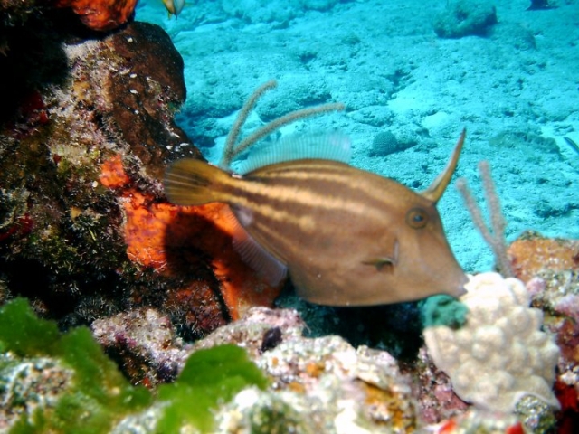 Esplendidos peces tropicales